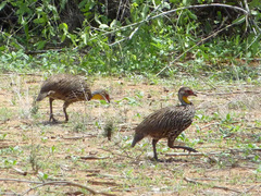 Pternistis leucoscepus