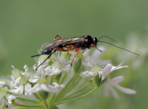 Coccygomimus observed 2025-07-29