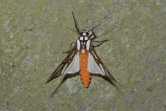 Robinsonia multimaculata