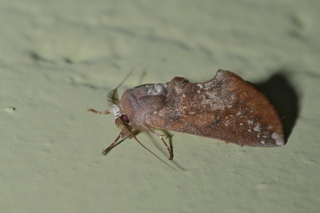 Hemiceras muscosa