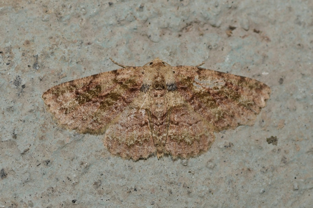 Bryoptera subbrunnea