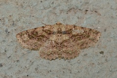 Bryoptera subbrunnea