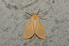 Pseudischnocampa nervosa