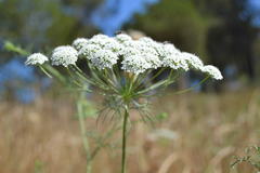 Daucus carota