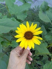 Helianthus annuus