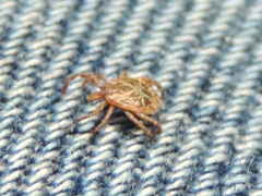 Amblyomma cajennense