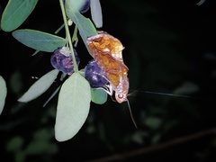 Plusiodonta coelonota