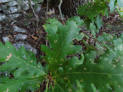 Quercus pubescens pubescens