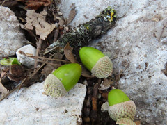 Quercus pubescens pubescens
