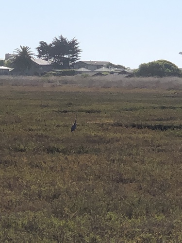 iNaturalist observation photo of Great Blue Heron