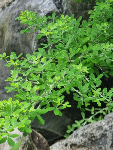 Madeira broom (Genista maderensis)