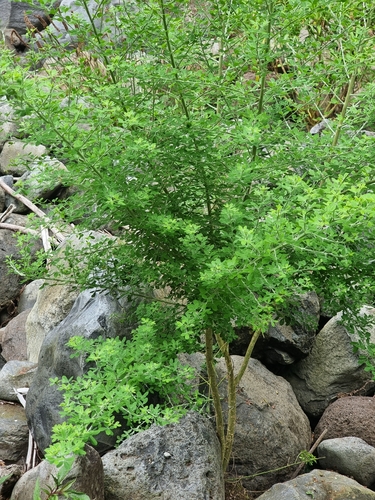 Genista maderensis, photograph 2