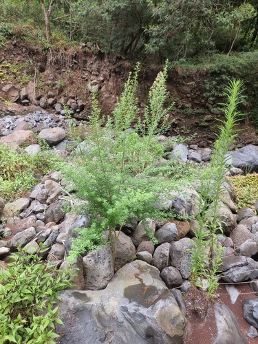 Genista maderensis, photograph 3