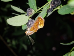 Plusiodonta coelonota