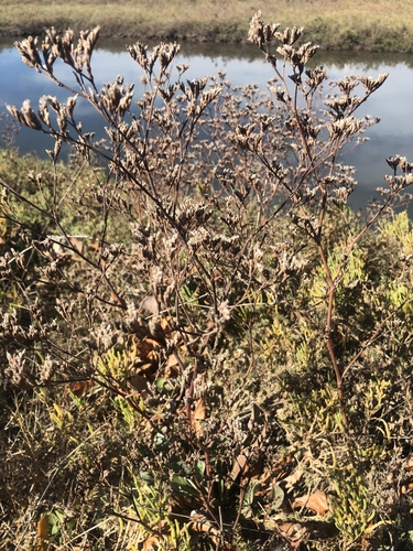 iNaturalist observation photo of Western Marsh Rosemary