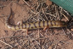 Eremiascincus richardsonii