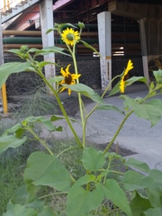 Helianthus annuus