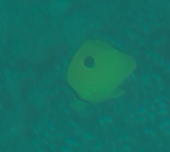 Chaetodon interruptus