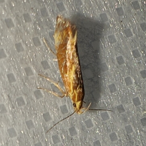 Italian Tubic, 4101 JK Culemborg, Nederland, photo 6 of 10