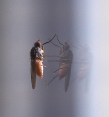 Tephrochlamys tarsalis