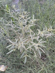 Solanum elaeagnifolium
