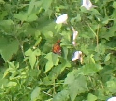 Limenitis archippus watsoni
