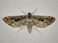 Parapoynx diminutalis