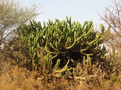 Myrtillocactus geometrizans