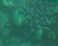 Chaetodon xanthocephalus