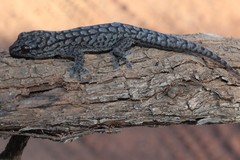 Gehyra versicolor