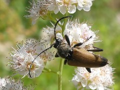 Trigonarthris proxima