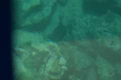 Actinopterygii