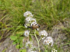 Trigonarthris proxima