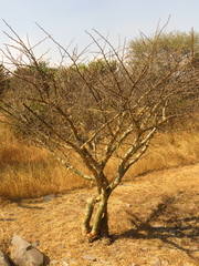 Bursera fagaroides