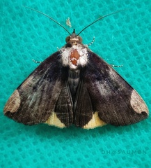 Chrysopera combinans