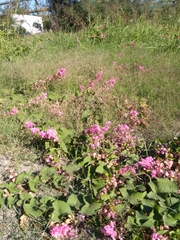 Antigonon leptopus