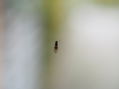 Tephrochlamys tarsalis