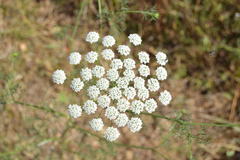 Daucus carota