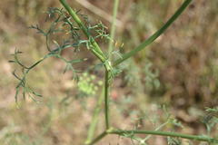 Daucus carota