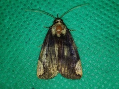 Chrysopera combinans