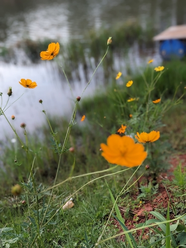 Yellow Cosmos