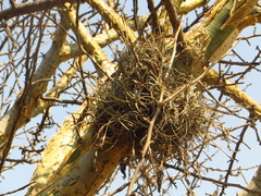 Tillandsia recurvata