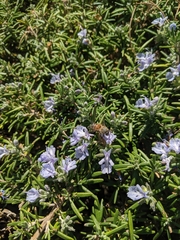 Apis mellifera