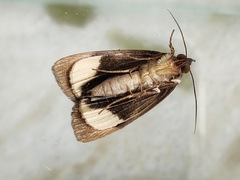 Chrysopera combinans