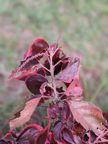 Copperleaf