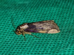 Chrysopera combinans