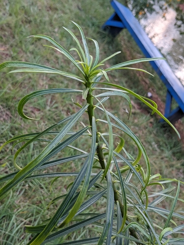 Be-still tree