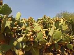 Opuntia lasiacantha