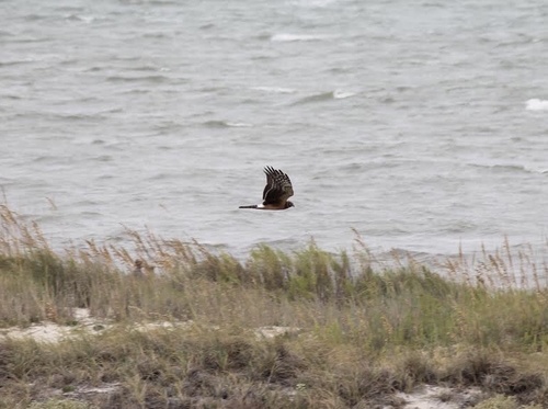 Northern Harrier photographed in Alabama