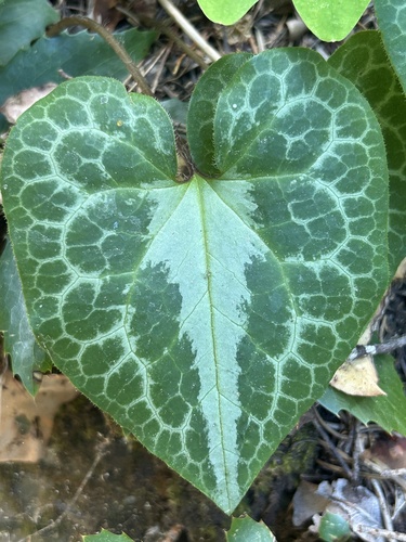 marbled wild-ginger (Asarum marmoratum)